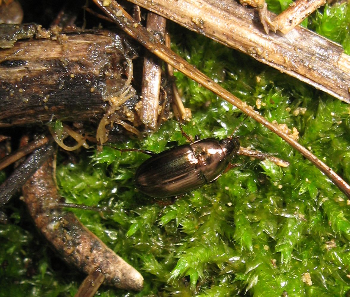 Carabidae? Amara aenea