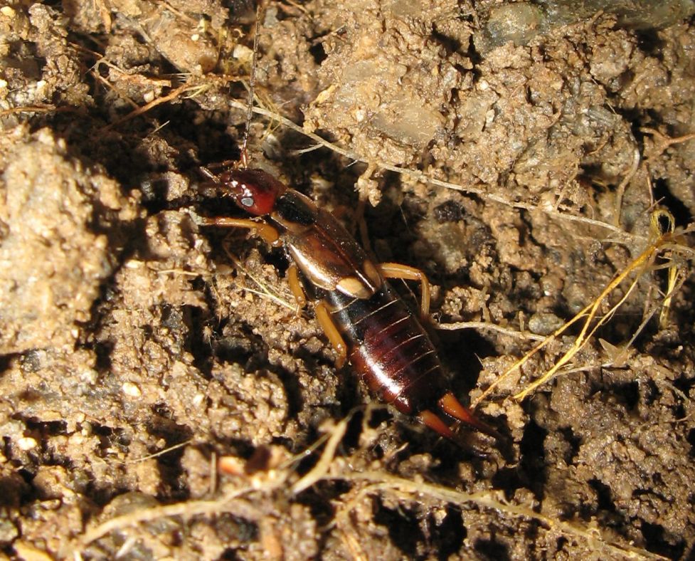 Ovatura di forficula auricularia