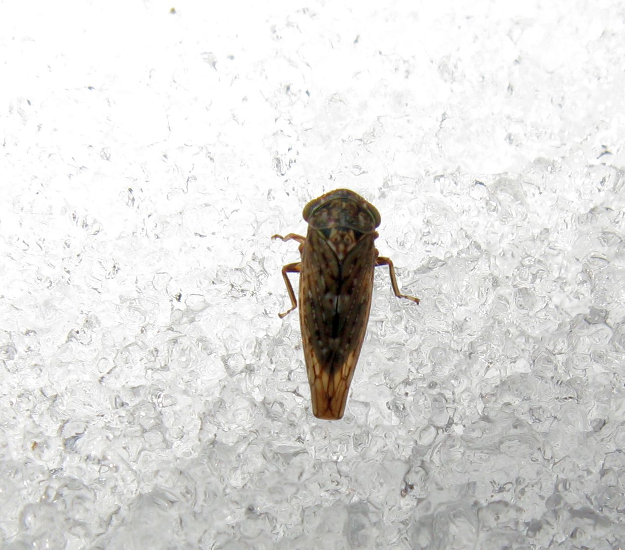 Omottero sulla neve...sottofamiglia Idiocerinae sp.