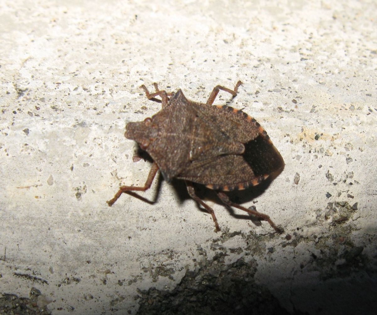 Pentatomidae: Arma custos e Rhaphigaster nebulosa a Bologna