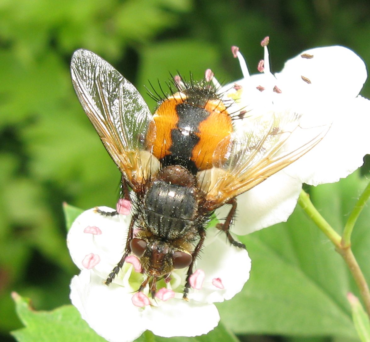 Tachina sp.