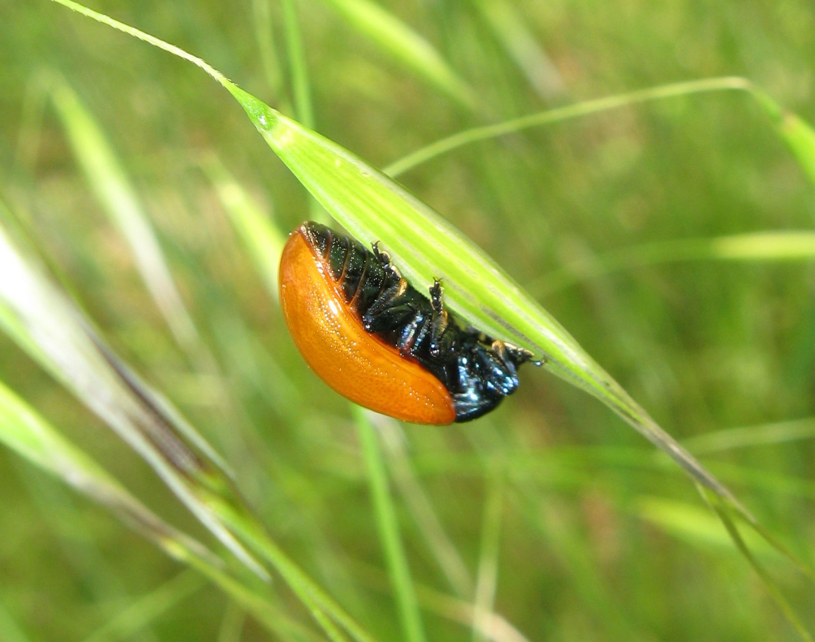 Chrysolina grossa