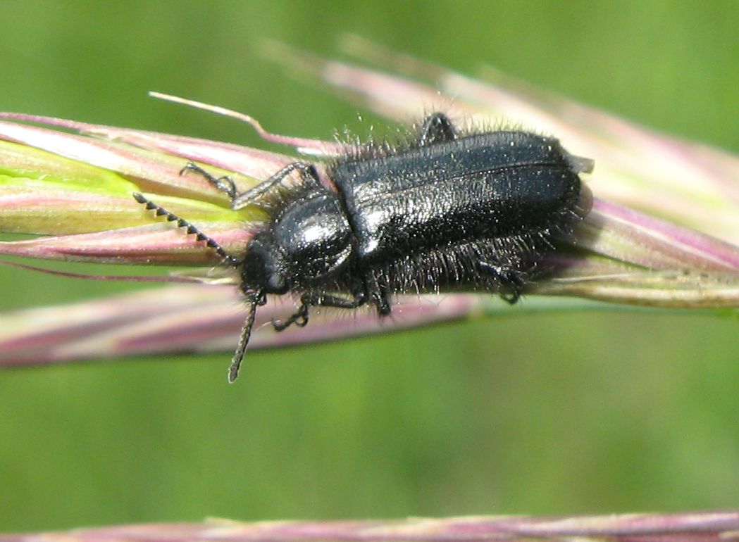Enicopus sp.