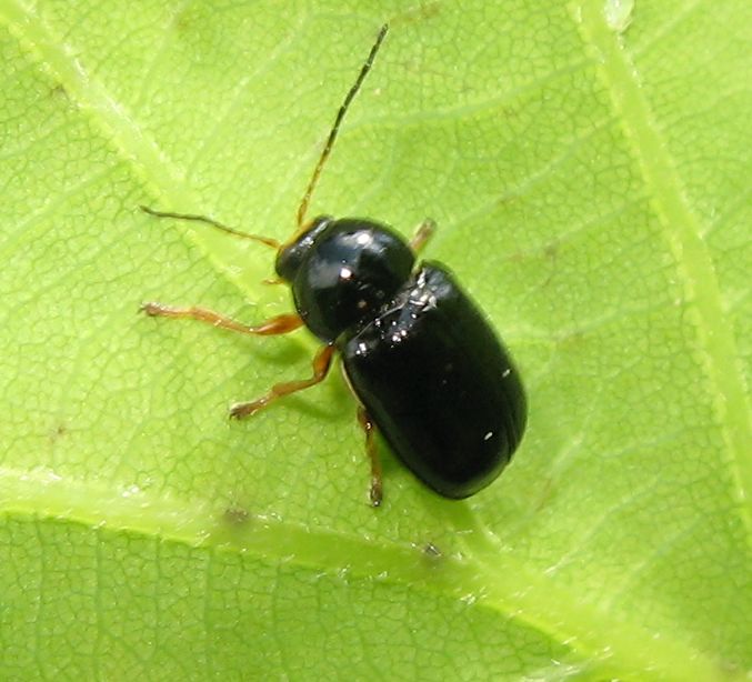 Coleottero su foglia di quercia: Cryptocephalus flavipes