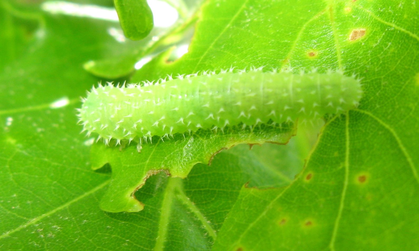 Bruchi su quercia