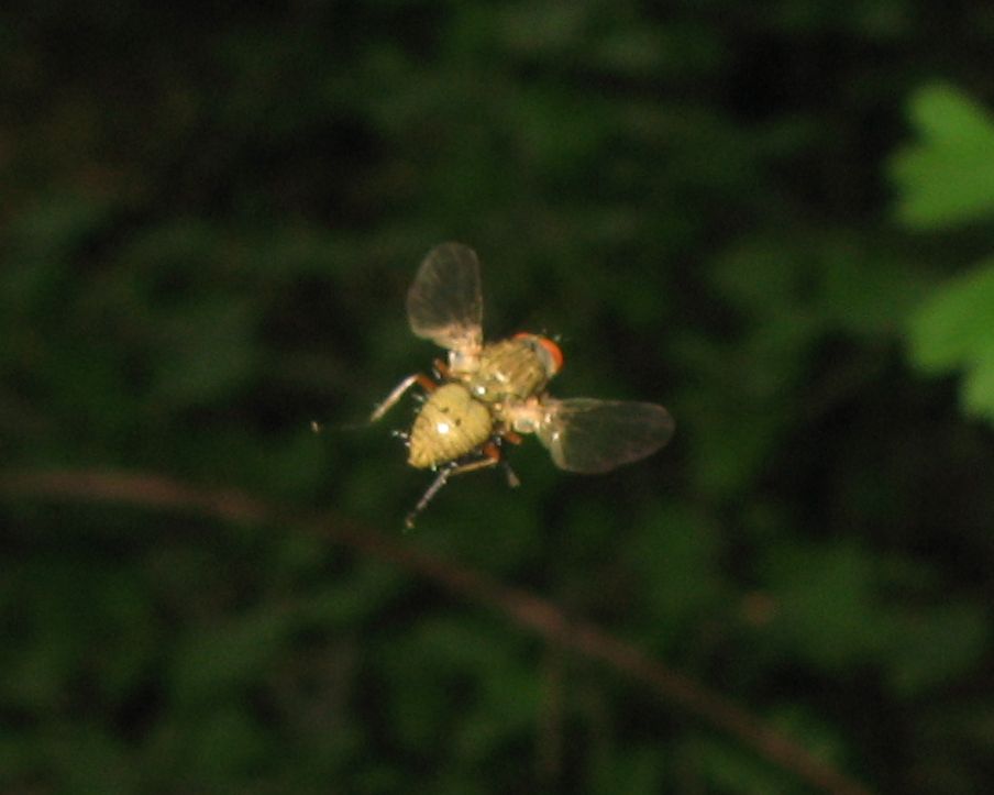 Dittero in volo: Phaonia valida  ♂  (Muscidae).