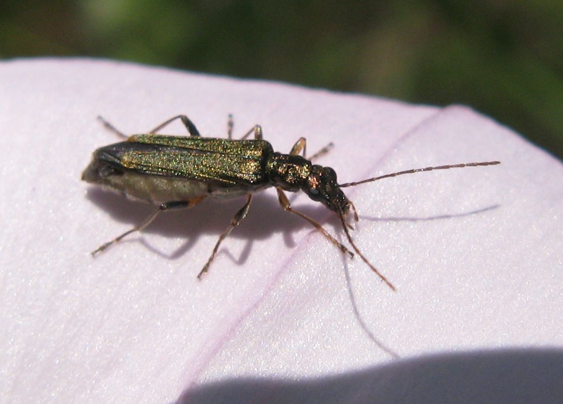 Oedemera flavipes?