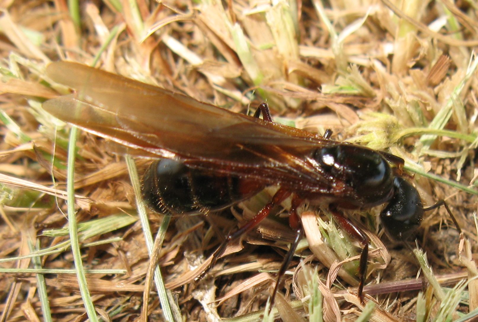 Regina di Camponotus ligniperda?
