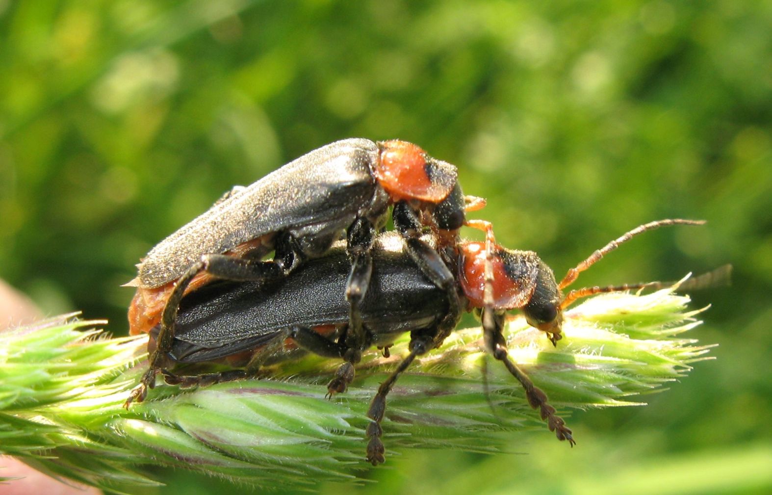 Accoppiamento di Cantharis obscura?