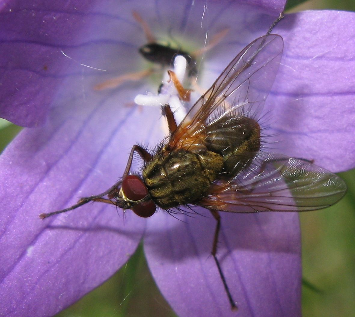 Phaonia sp. ?