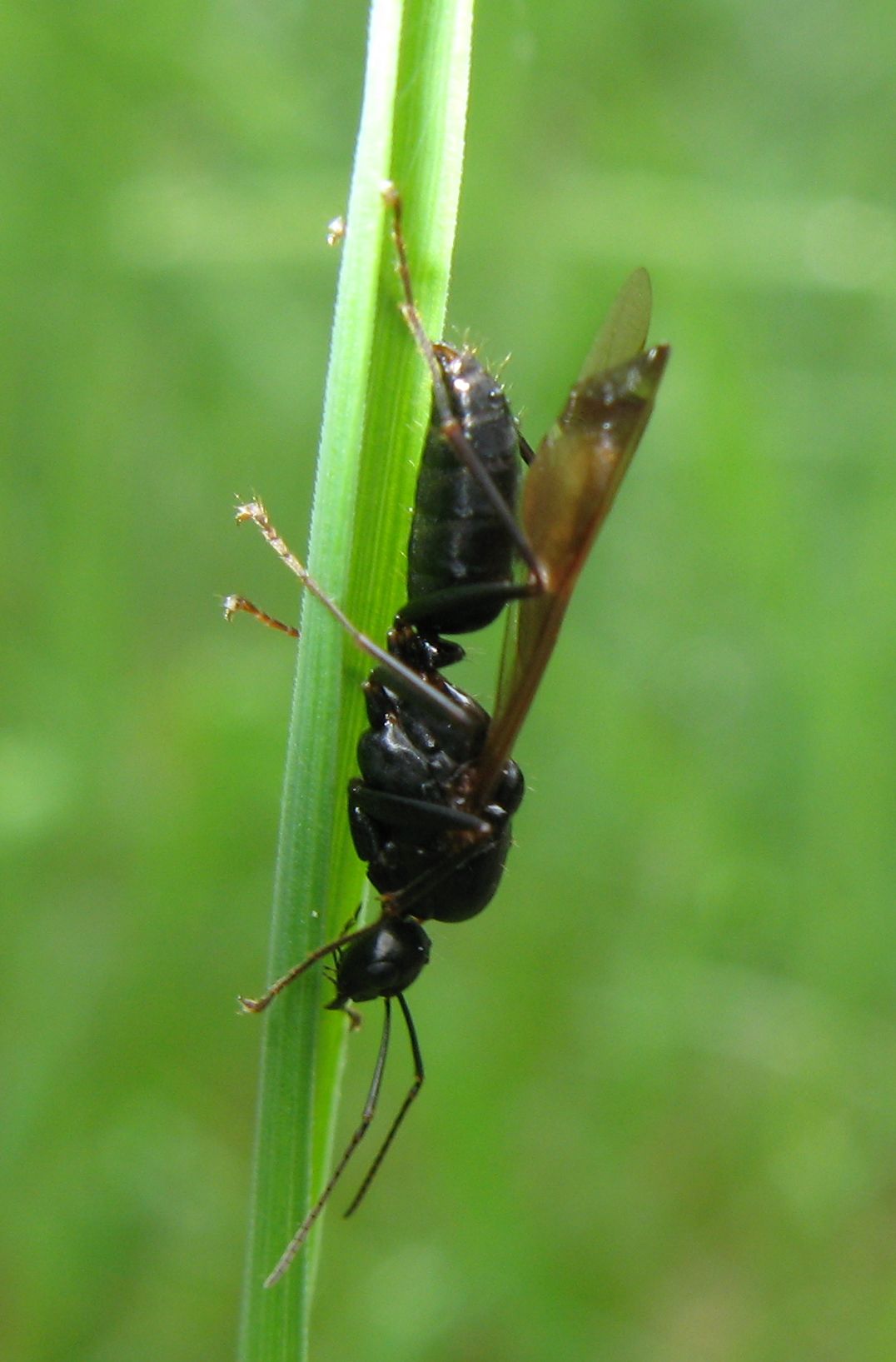 Regina di Camponotus ligniperda?