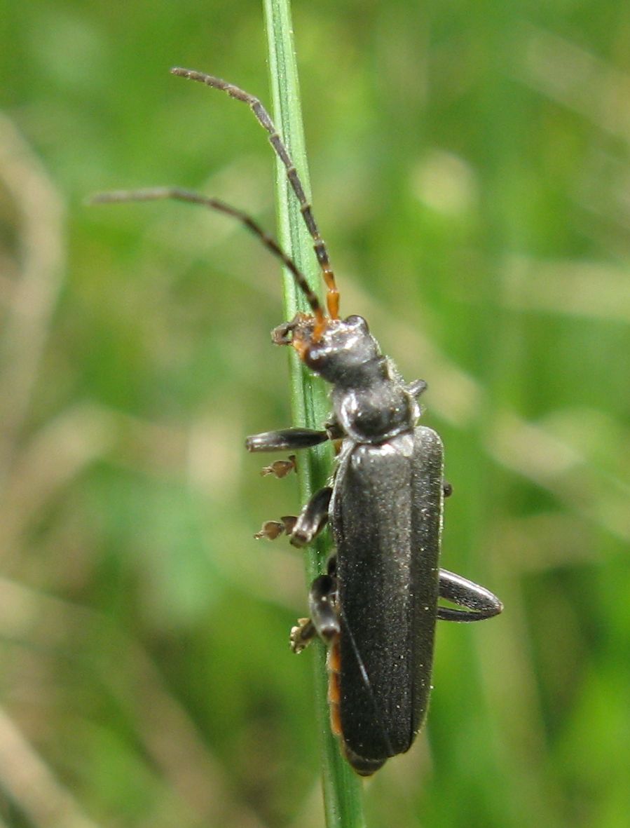 Cantharis tristis