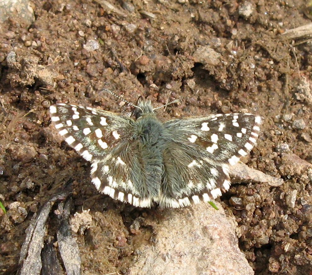 Hesperide trentina