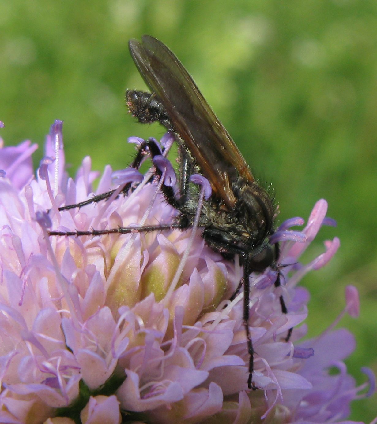 Rhamphomyia sp. (Empididae).