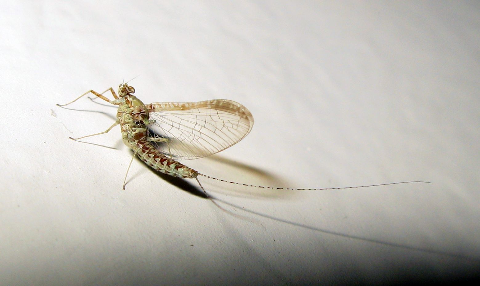 Cloeon cognatum