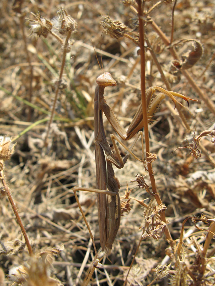 Mantis religiosa