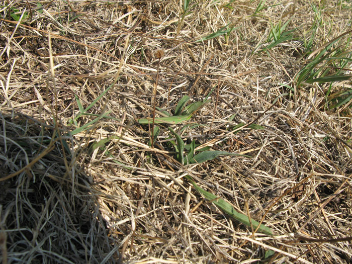Acrida ungarica