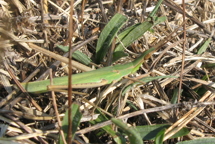 Acrida ungarica
