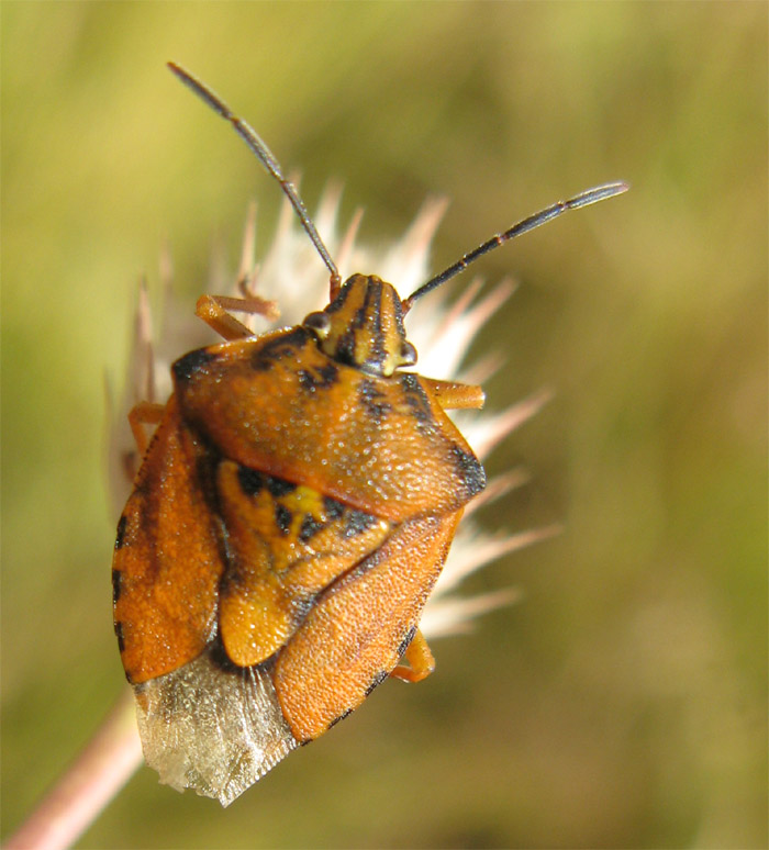 Due Carpocoris