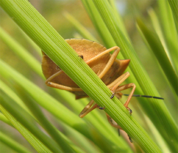 Due Carpocoris