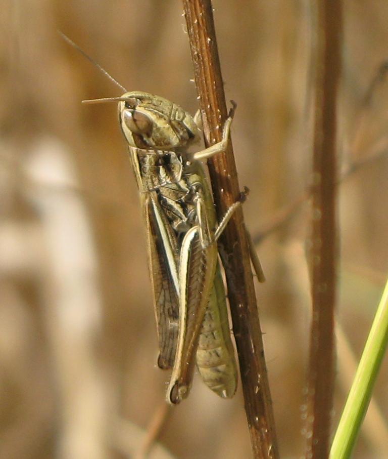 Cavallette bolognesi