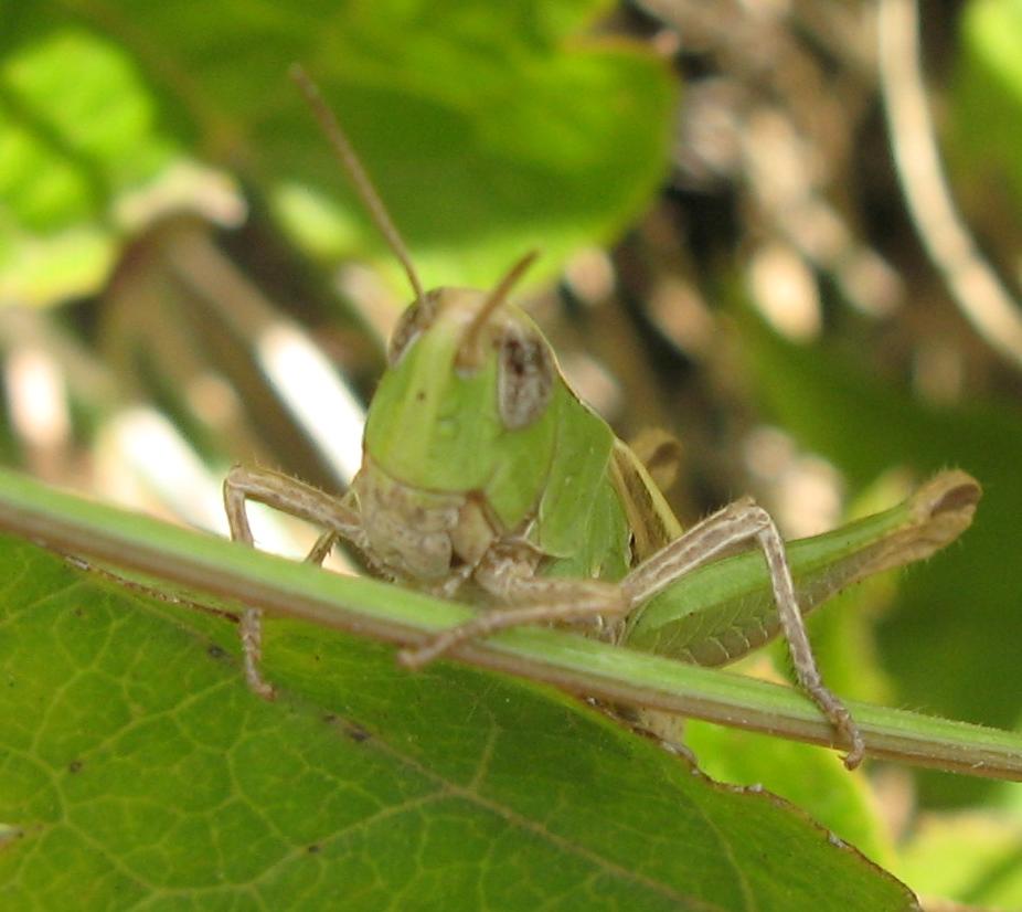 Cavallette bolognesi