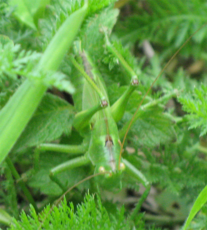 Cavalletta verde: Tettigonia sp.