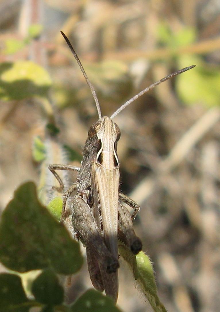 Chorthippus (Glyptobothrus) sp.