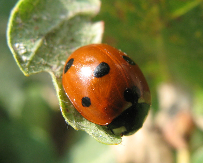 Coccinelle