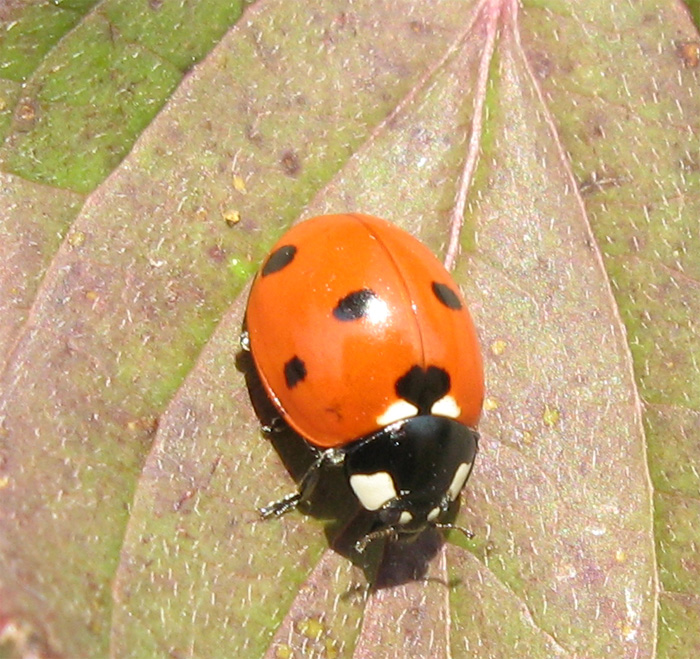 Coccinelle