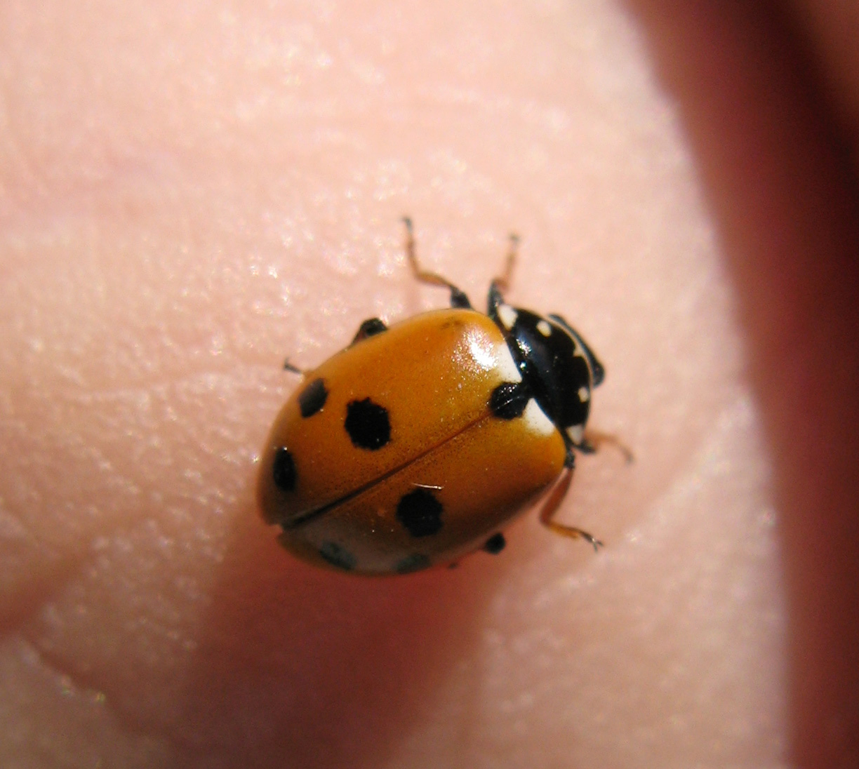 Coccinelle