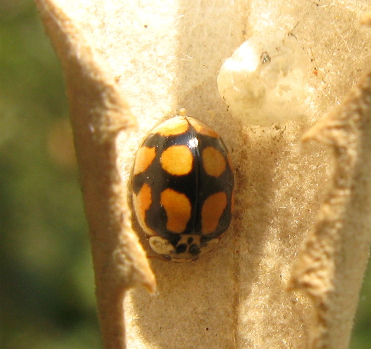 Coccinelle