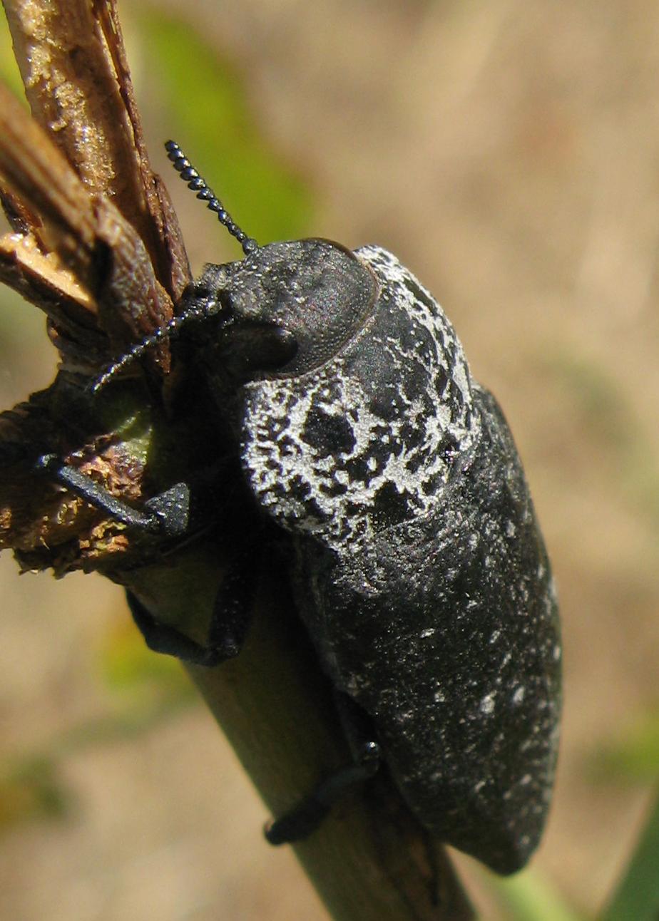 Animaletto da identificare: Capnodis tenebrionis