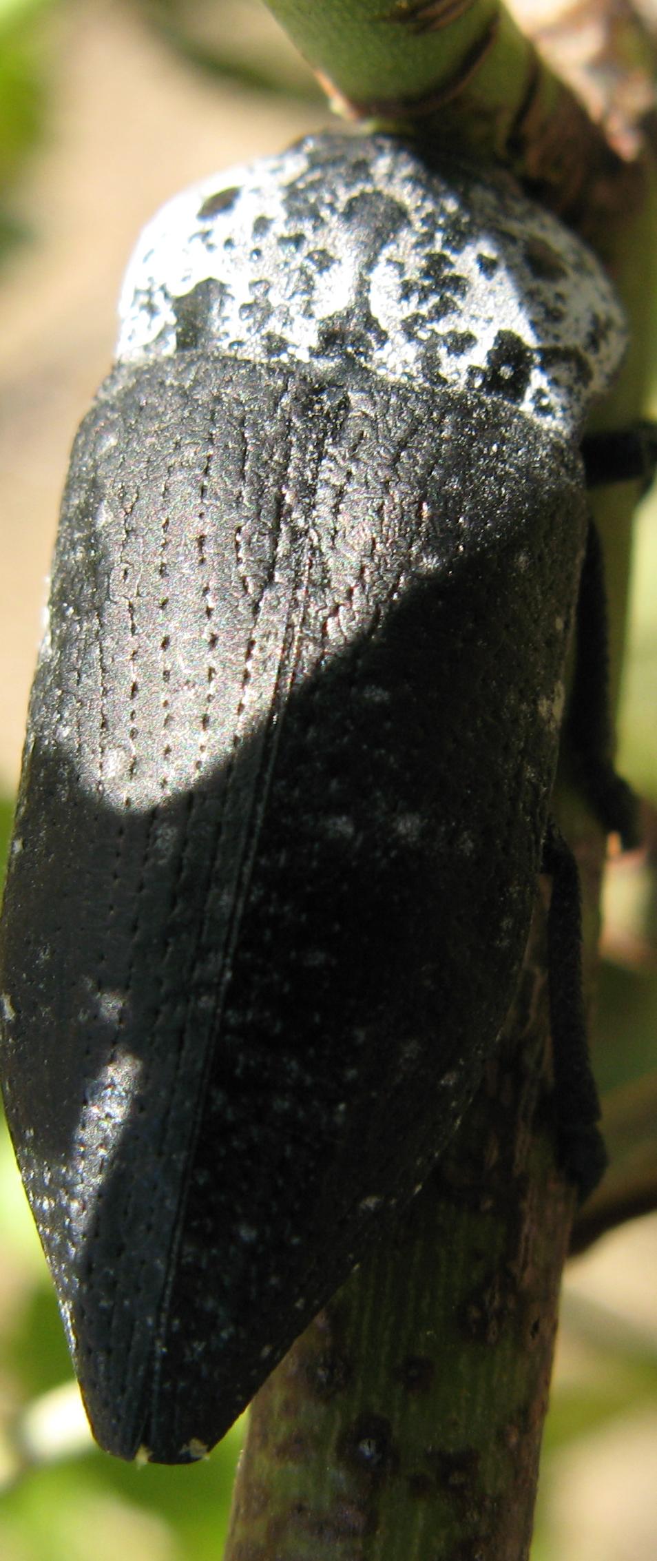 Animaletto da identificare: Capnodis tenebrionis