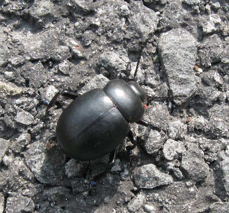 Coleottero nero