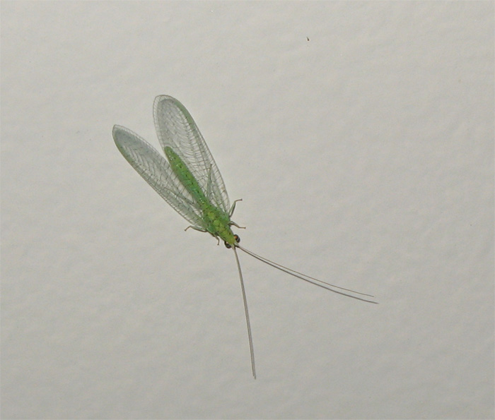 Chrysopa