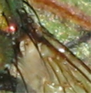 Lucilia cf. silvarum (Calliphoridae)