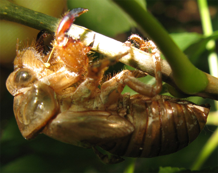 Esuvia di Cicada horni ?