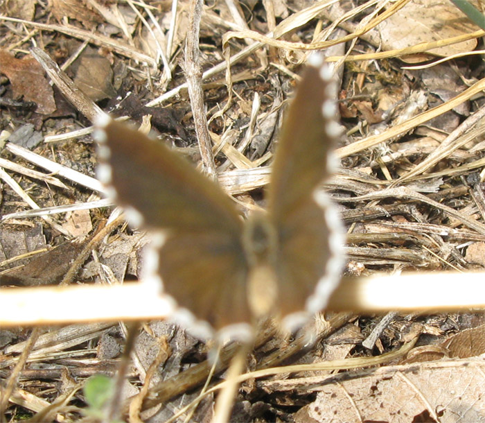 Farfallina sconosciuta