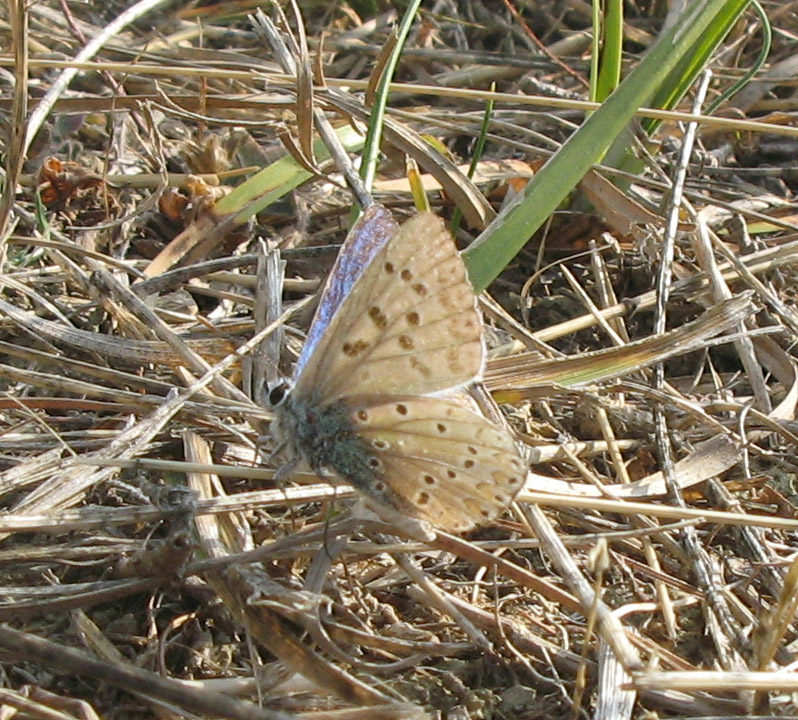 Polyommatus?