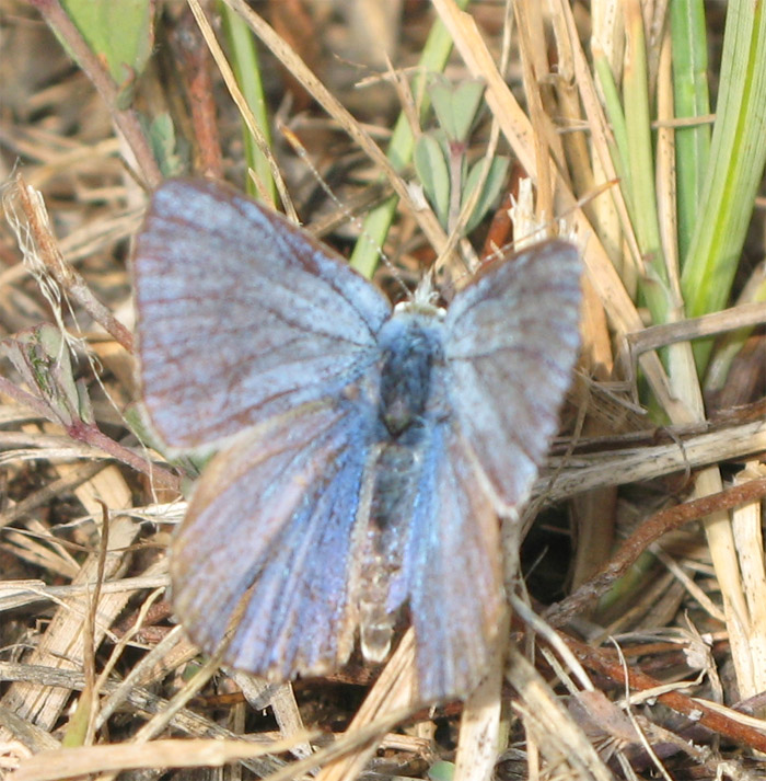 Polyommatus?