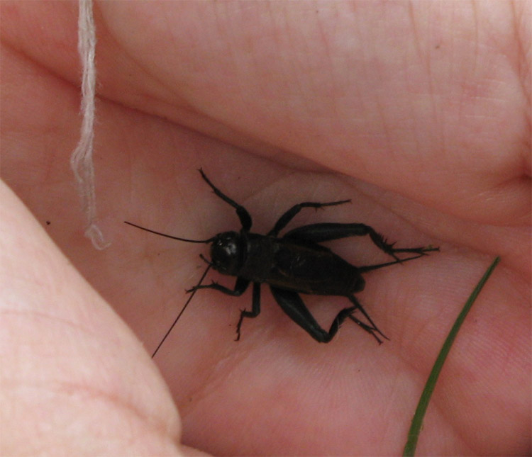 Melanogryllus desertus