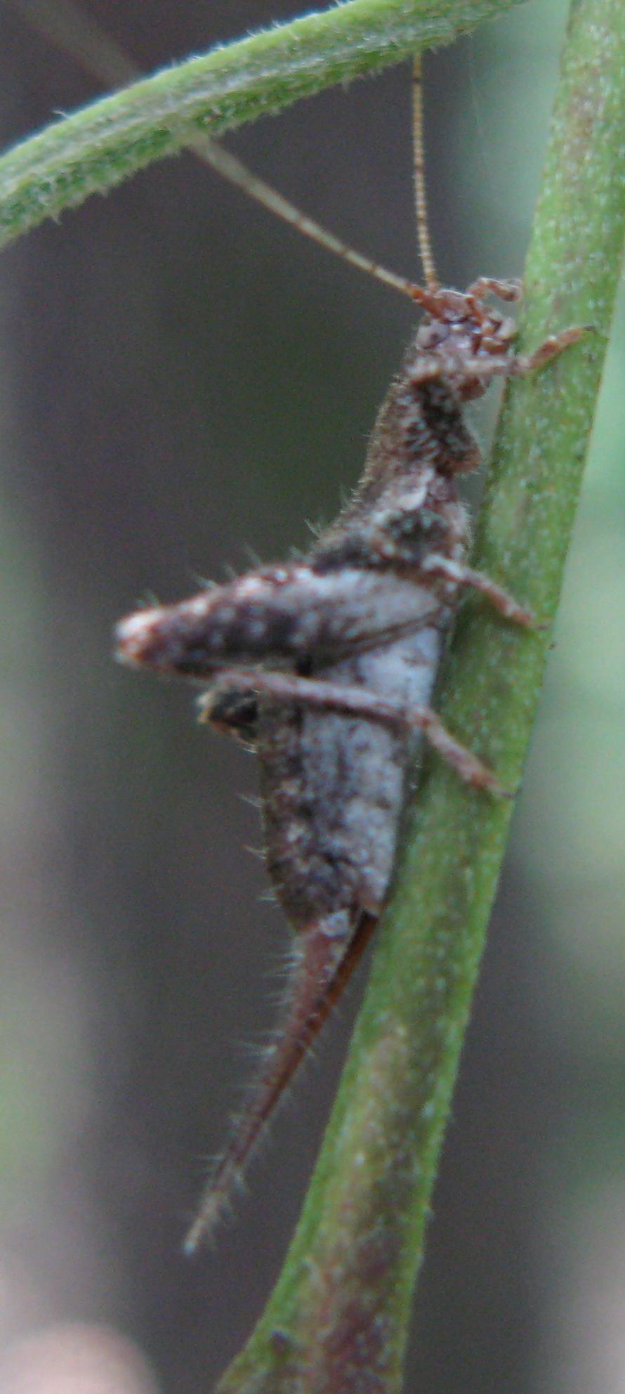 Cavallette bolognesi