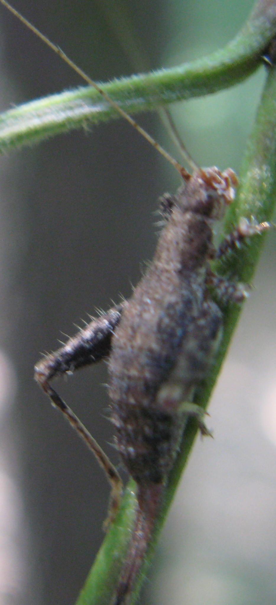 Cavallette bolognesi