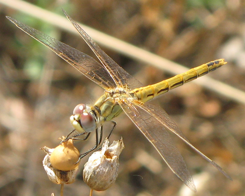 Sympetrum fonscolombii, femmina