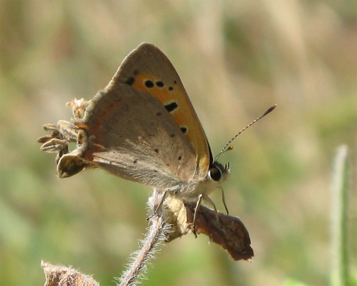 Lycaenidae?