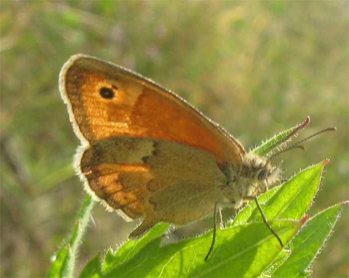 Lycaenidae?