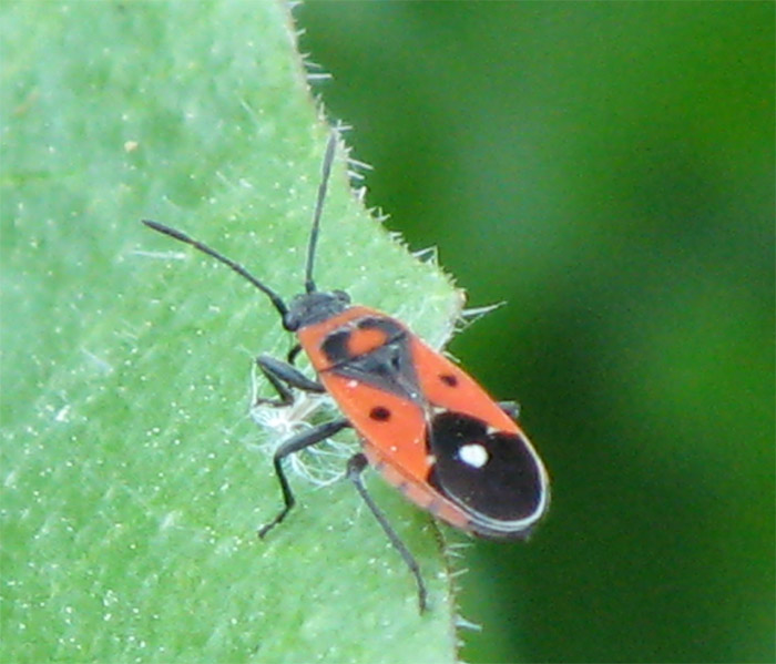 Eterotteri Ligeidi da identificare