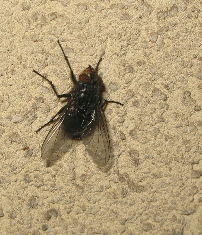 Calliphora vicina (Calliphoridae)