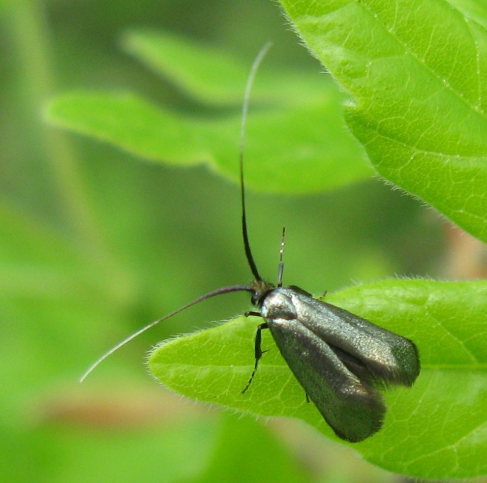 Due Adelidae